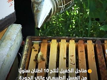 مناحل الكفيل تُنتج 10 أطنان سنويًّا من العسل الطبيعي عالي الجودة