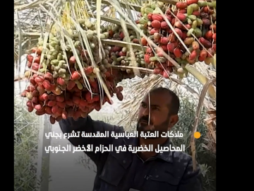 ملاكات العتبة العباسية المقدسة تشرع بجني المحاصيل الخضرية في الحزام الأخضر الجنوبي