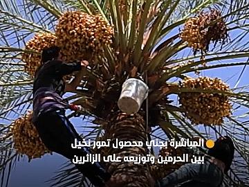 ملاكات قسم بين الحرمين الشريفين تباشر بجني محصول تمور نخيله لتوزيعه على الزائرين
