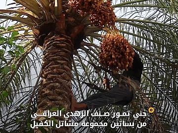 مجموعة مشاتل الكفيل تجني محصول التمور من صنف الزهدي العراقي في بساتينها
