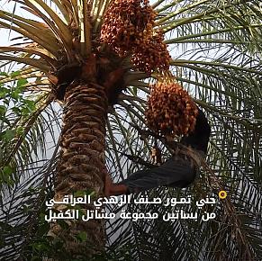 مجموعة مشاتل الكفيل تجني محصول التمور من صنف الزهدي العراقي...